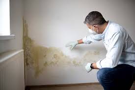 Best Attic Mold Removal  in Ellis, KS